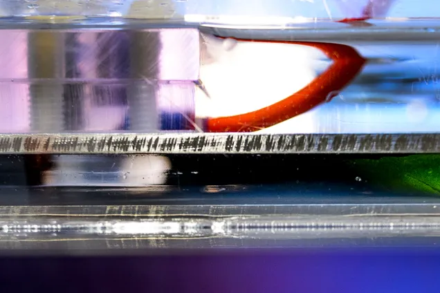 Tråd, blad och vatten i ett vetenskapligt laboratorium. Foto.